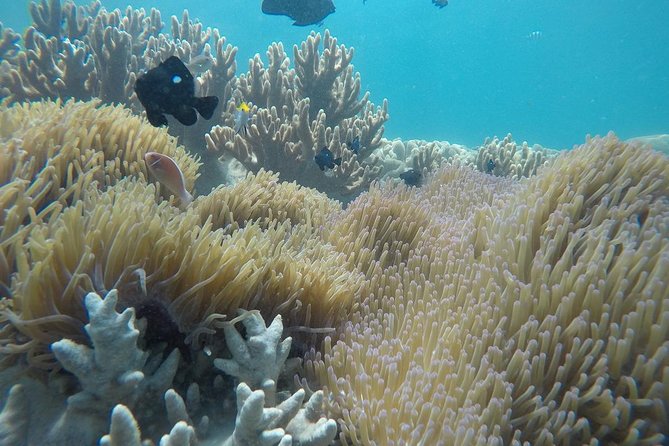 Cham Islands Snorkeling Tour by SpeedBoat from Da Nang - The morning departure from Cua Dai Wharf