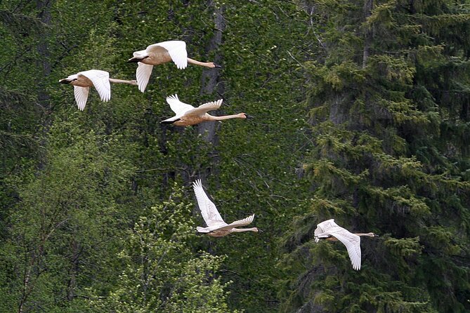Chilkat River Jet-Boat Adventure in Haines - What the river ride feels like