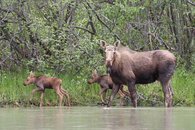 Chilkat River Jet-Boat Adventure in Haines - Bears, moose, and the limits of wildlife watching