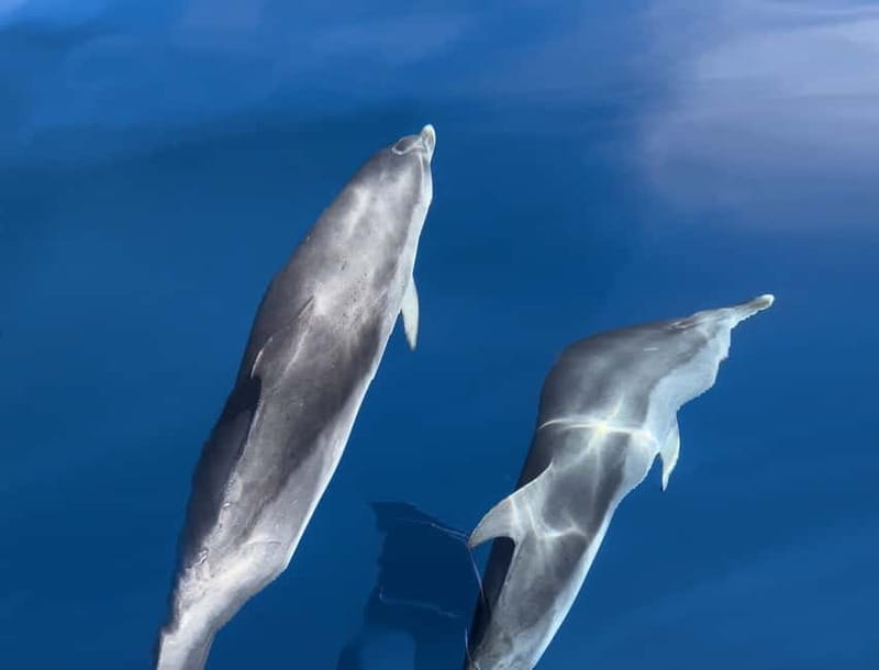 Costa Calma: Fuerteventura Dolphin Watching Zodiac Boat Tour - Why the zodiac makes this dolphin trip different