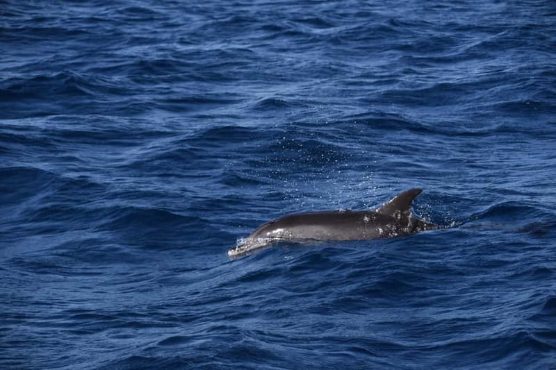 Costa Calma: Fuerteventura Dolphin Watching Zodiac Boat Tour - Setting out along Fuerteventura’s southern coast