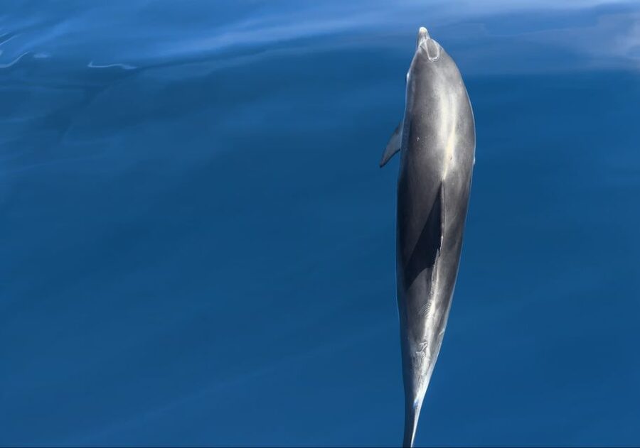 Costa Calma: Fuerteventura Dolphin Watching Zodiac Boat Tour - Searching for dolphins in open water