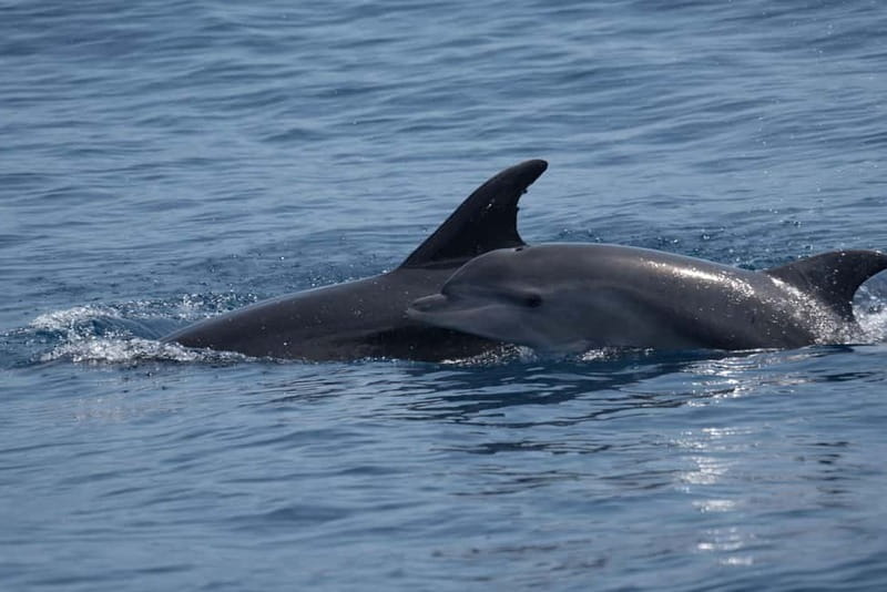 Costa Calma: Fuerteventura Dolphin Watching Zodiac Boat Tour - The value of $46 per person