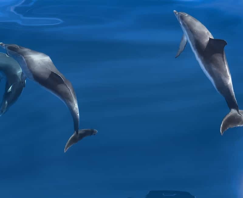 Costa Calma: Fuerteventura Dolphin Watching Zodiac Boat Tour - Hotel pickup from Jandia or Esquinzo