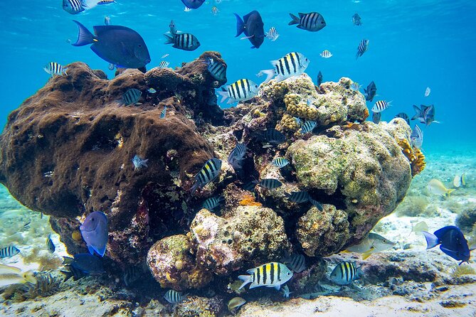 Cozumel Starfish and Tropical Reef Snorkeling by Powerboat with Lunch - Lunch on the boat keeps the day simple