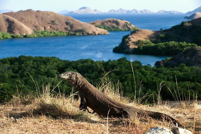 Daily Trip Highlight Komodo Archipelago by Speed Boat - The day in six useful points