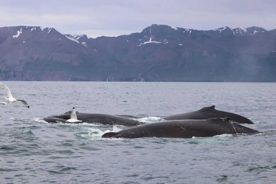 Dalvík: Whale Watching Speedboat Tour - Who should book this Dalvík tour?