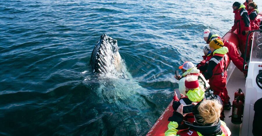 Dalvík: Whale Watching Speedboat Tour - Why Dalvík is a strong place for whale watching