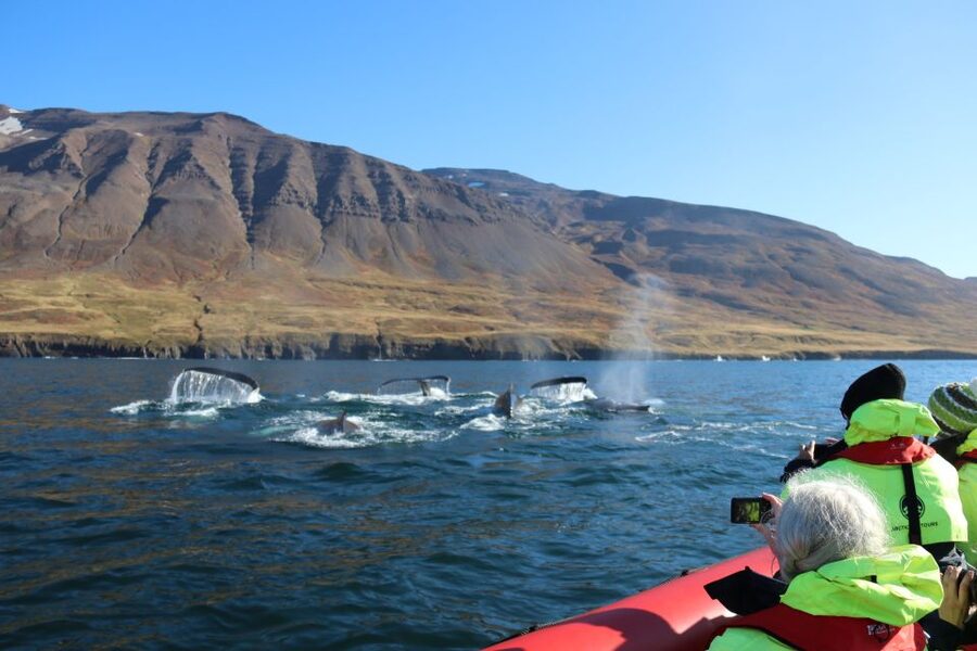 Dalvík: Whale Watching Speedboat Tour - The first 30 minutes on Eyjafjordur