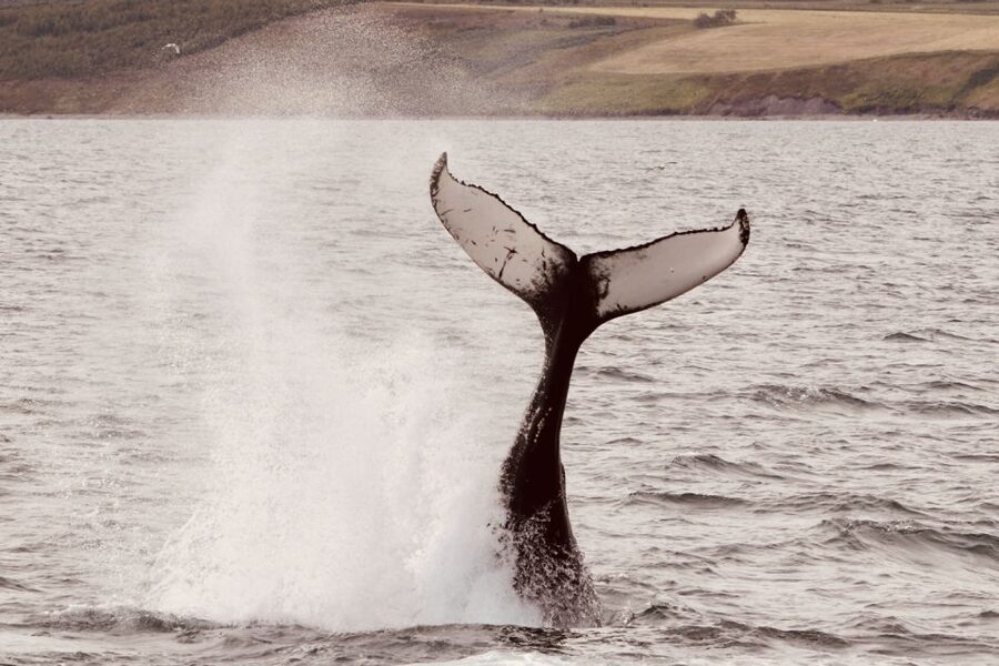 Dalvík: Whale Watching Speedboat Tour - The 45-minute wildlife watch