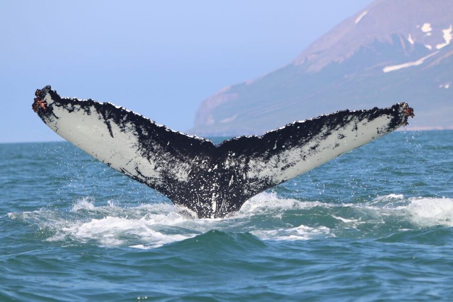 Dalvík: Whale Watching Speedboat Tour - The final 30 minutes back through the fjord