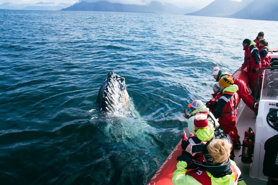 Dalvík: Whale Watching Speedboat Tour - Puffins from April through August