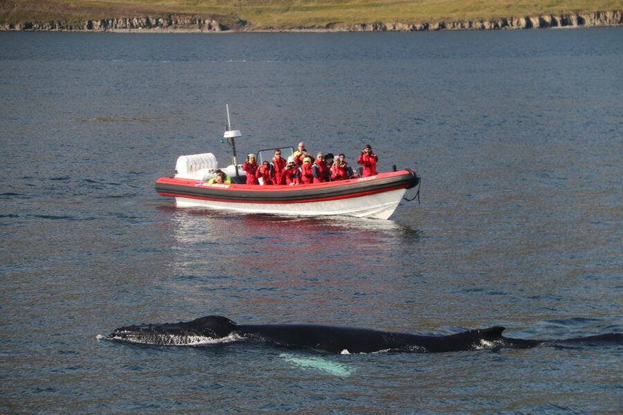Dalvík: Whale Watching Speedboat Tour - From Hafnarbraut 22 to the first whale search