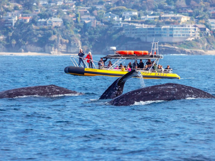 Dana Point Fast & Fun Zodiac-Style Dolphin & Whale Watching - Why this Dana Point boat ride feels different