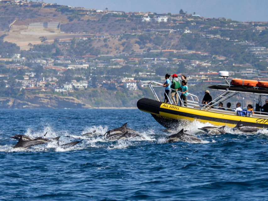 Dana Point Fast & Fun Zodiac-Style Dolphin & Whale Watching - The search for whales and dolphins
