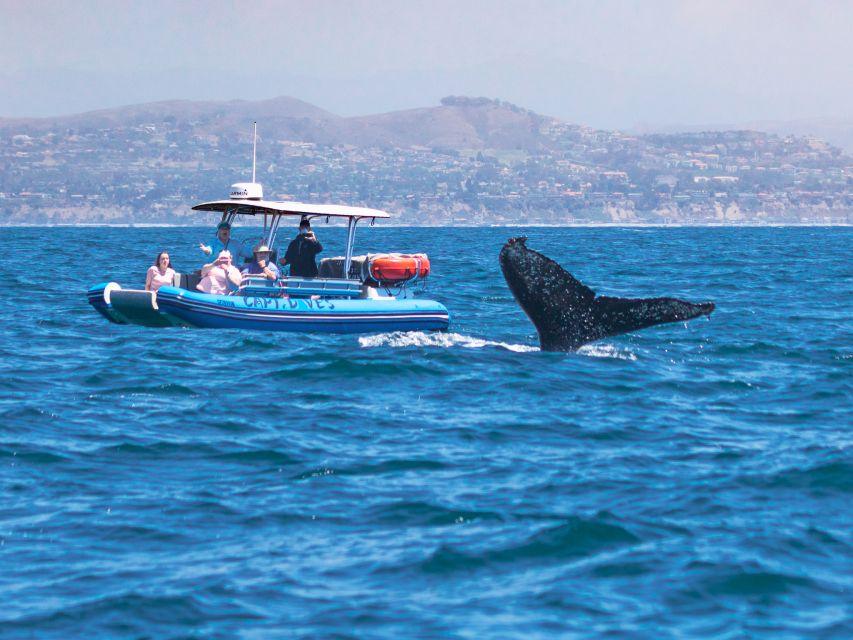 Dana Point Fast & Fun Zodiac-Style Dolphin & Whale Watching - More than whales: the other animals in the water