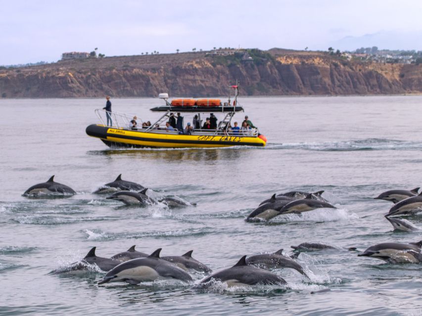Dana Point Fast & Fun Zodiac-Style Dolphin & Whale Watching - A lesson about Dana Point’s ocean community