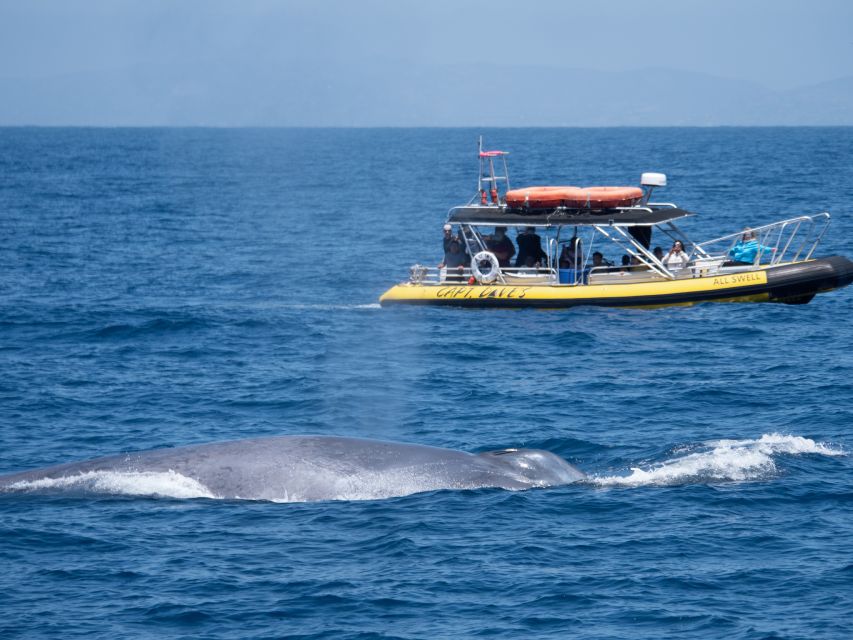Dana Point Fast & Fun Zodiac-Style Dolphin & Whale Watching - What the ride is like on board