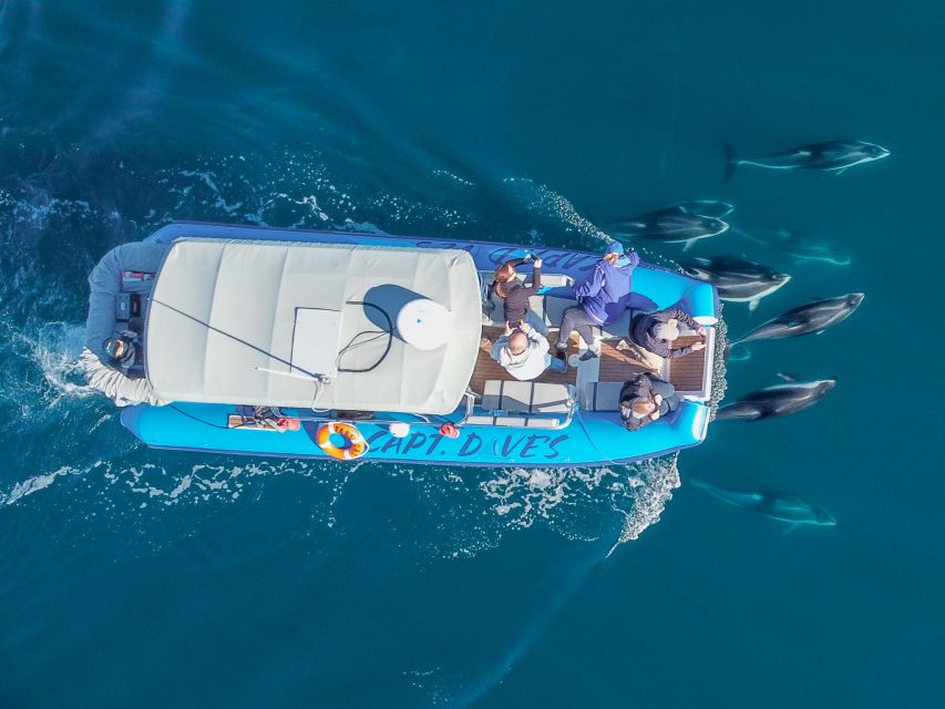Dana Point Fast & Fun Zodiac-Style Dolphin & Whale Watching - Is $95 a fair price?