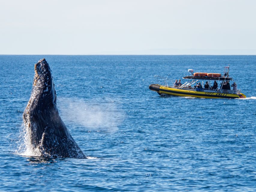 Dana Point Fast & Fun Zodiac-Style Dolphin & Whale Watching - Who should book this experience?