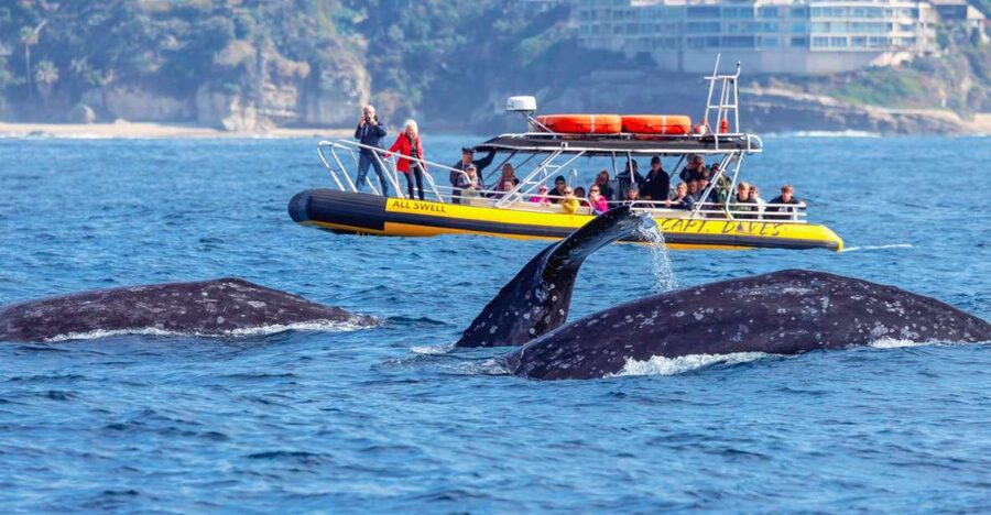 Dana Point Fast & Fun Zodiac-Style Dolphin & Whale Watching - From Dana Point Harbor to open water