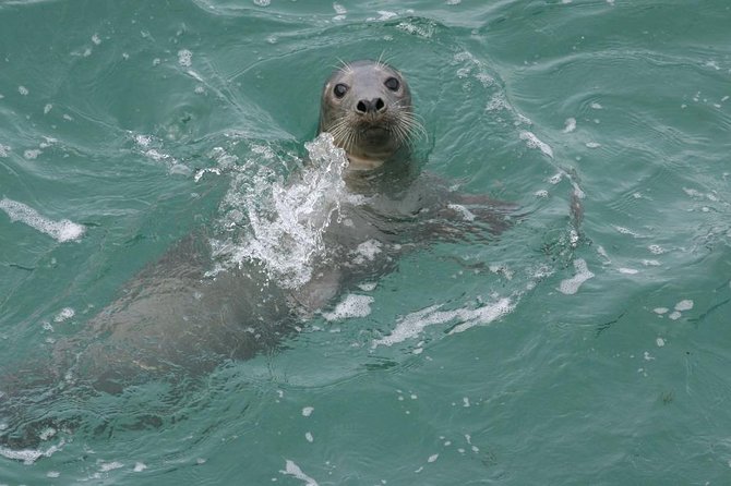 Dingle Boat Tours RIB Adventure Private - Searching for dolphins, seals, whales, and puffins