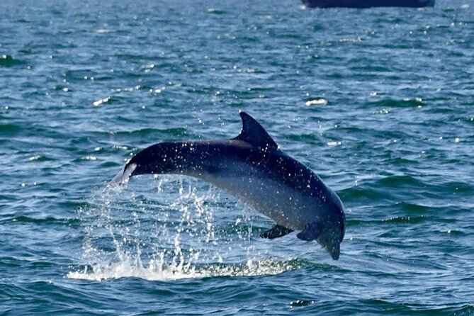 Dingle Boat Tours RIB Adventure Private - Timing, weather, and practical planning