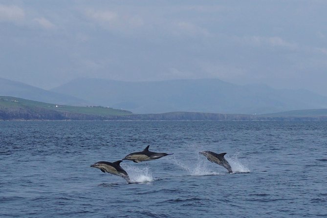 Dingle Boat Tours RIB Adventure Private - Cliffs, coves, and the sea caves