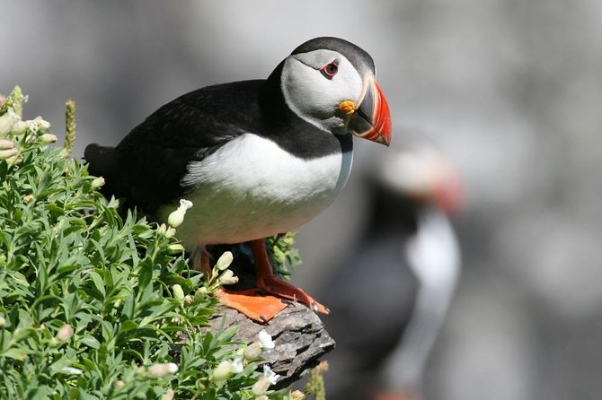 Dingle Boat Tours Wildlife RIB Adventure - Why the RIB ride changes the experience