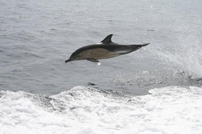 Dingle Boat Tours Wildlife RIB Adventure - What the 2.5-hour itinerary feels like