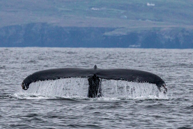 Dingle Boat Tours Wildlife RIB Adventure - The guide makes a real difference