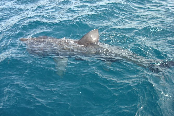 Dingle Boat Tours Wildlife RIB Adventure - Wildlife depends on your month