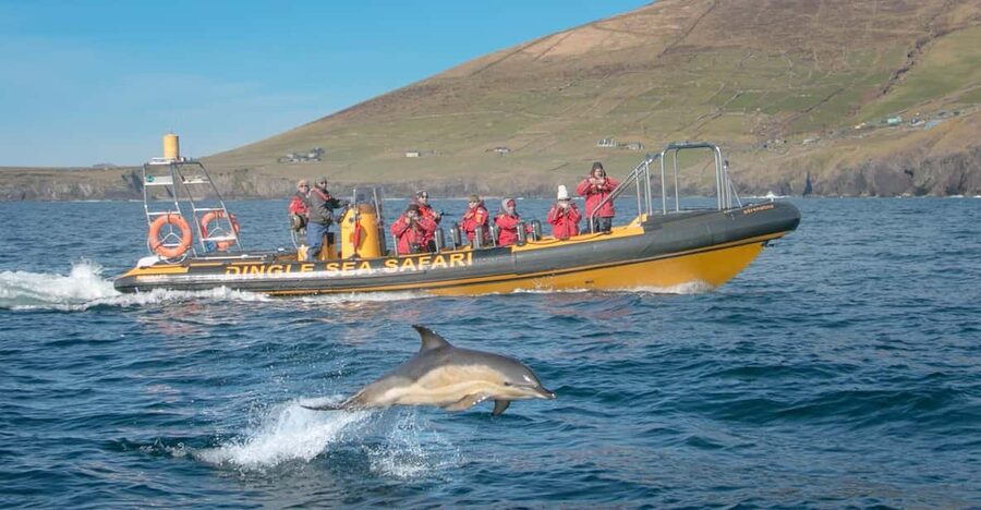 Dingle: Sea Safari by RIB Boat - Racing out of Dingle Bay