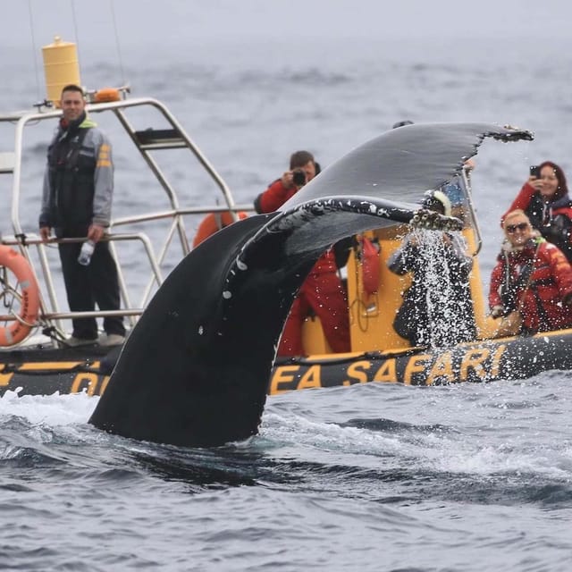Dingle: Sea Safari by RIB Boat - Great Blasket Island and the human story
