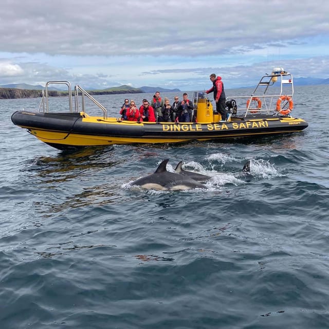 Dingle: Sea Safari by RIB Boat - What the captain adds to the ride