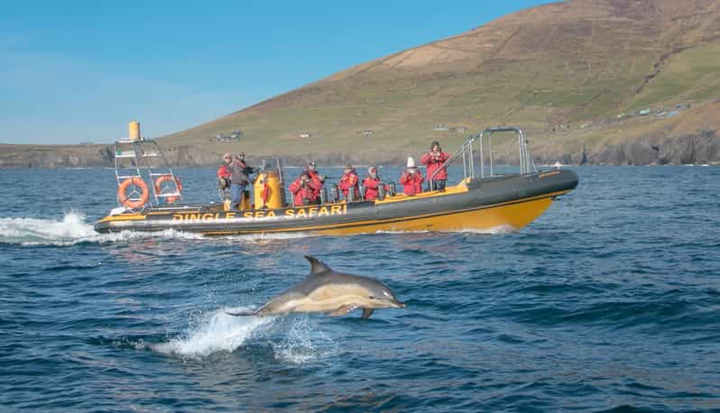 Dingle: Sea Safari by RIB Boat - Comfort, safety, and the rough-water question