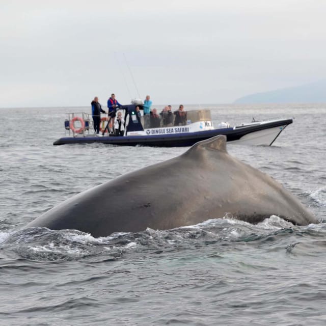 Dingle: Sea Safari by RIB Boat - Practical details before departure