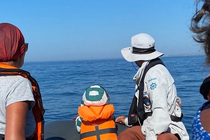 Dolphin Expedition Shared Speedboat tour with Biologist guide - Ferragudo and São João do Arade Castle