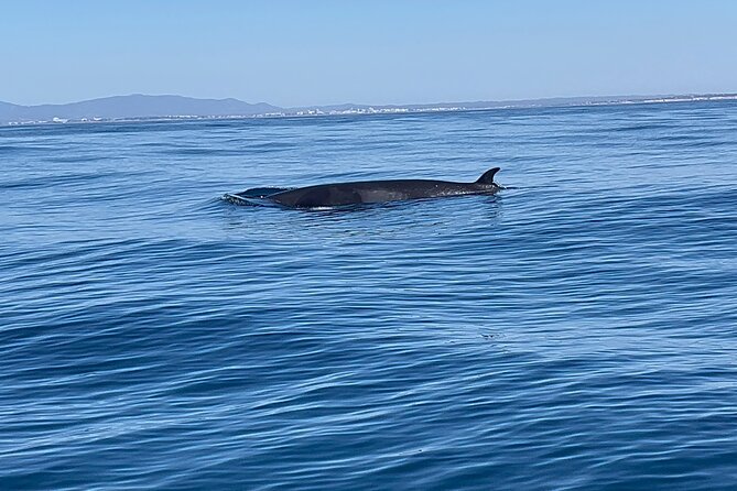 Dolphin Expedition Shared Speedboat tour with Biologist guide - Portimão Marina and the final turn toward the Atlantic