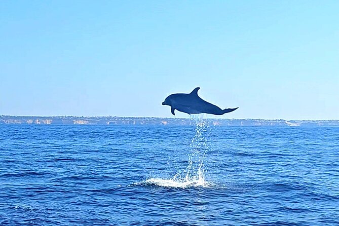 Dolphin Expedition Shared Speedboat tour with Biologist guide - Searching for dolphins in their natural home