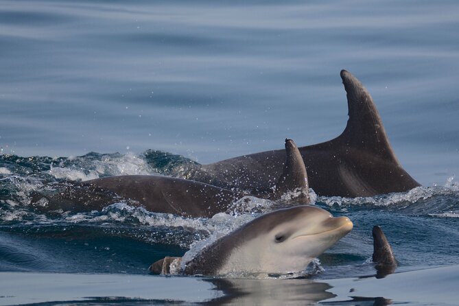 Dolphin Expedition Shared Speedboat tour with Biologist guide - What the biologist adds