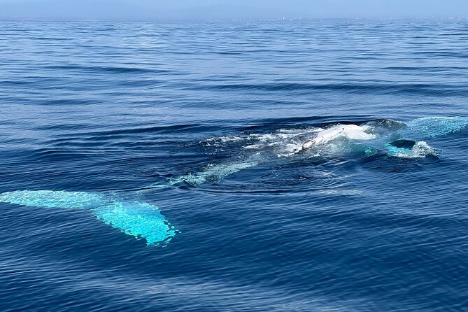 Dolphin Expedition Shared Speedboat tour with Biologist guide - Why the group size matters