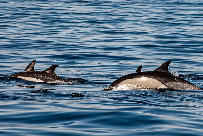 Dolphin Expedition Shared Speedboat tour with Biologist guide - Comfort, clothing, and practical expectations