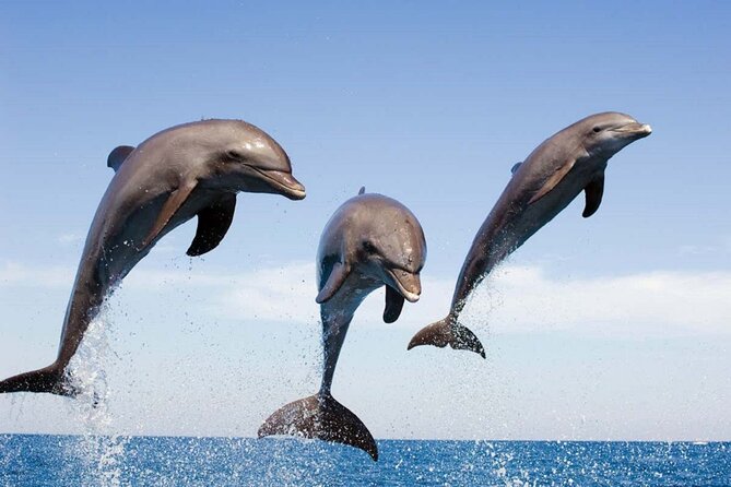 Dolphin Snorkel With private Speed Boat & Water Sports - Hurghada - A private morning on Hurghada’s Red Sea