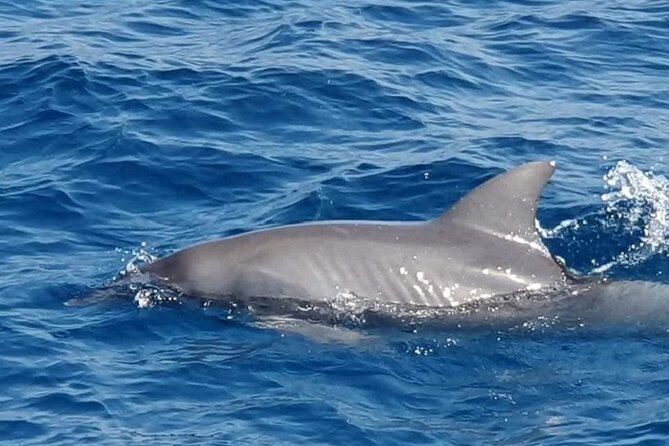 Dolphin Snorkel With private Speed Boat & Water Sports - Hurghada - Two reef stops with fish, rays, and a shipwreck