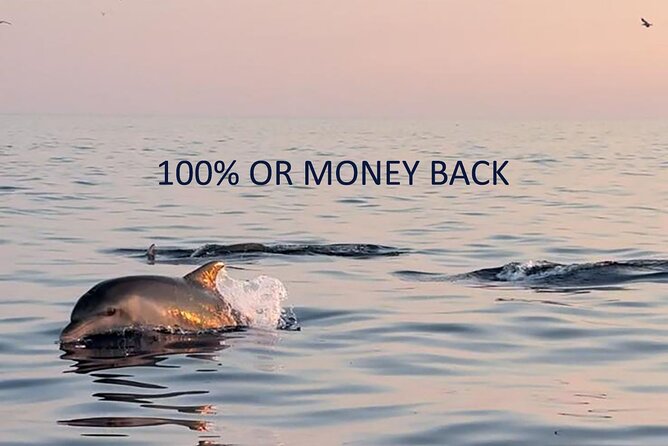 Dolphin Sunrise Adventure with Speedboat - Key points to know before booking