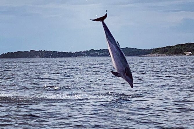 Dolphin Sunrise Adventure with Speedboat - A small group capped at 10 people