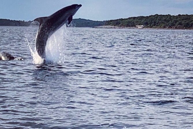 Dolphin Sunset Adventure with Speedboat - Finding dolphins off the Istrian coast