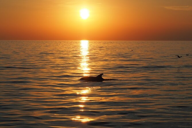 Dolphin Sunset Adventure with Speedboat - Who will enjoy this trip most?