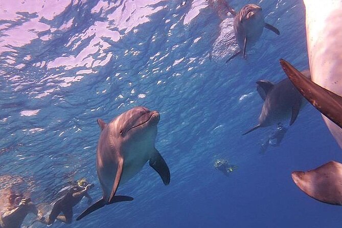 Dolphin trip with private speedboat and snorkeling - Why Dolphin House is the focus